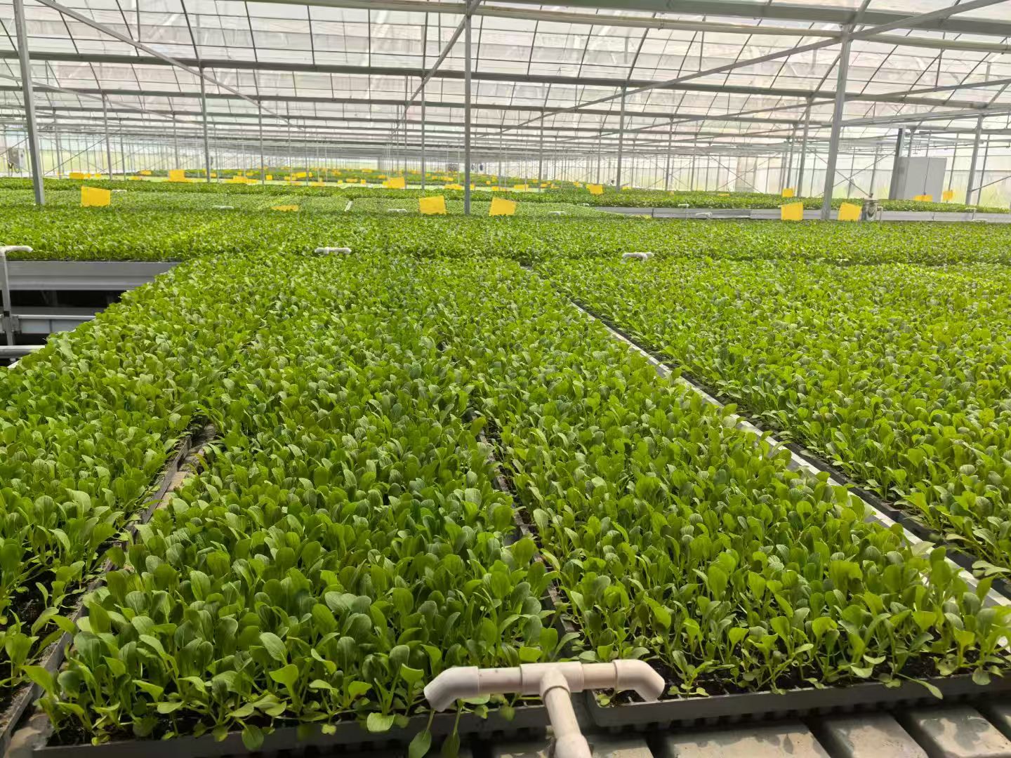 种植基地